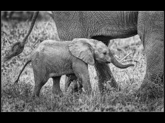 Gordon Mills-Elephant South Africa-Commended.jpg